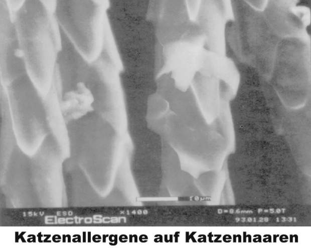 Katzenallergene, hier auf Katzenhaaren, z&auml;hlen zu den kleinsten, derzeit bekannten Allergenen (11KB)