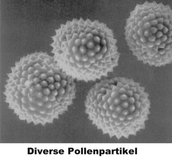Pollenpartikel (24KB)